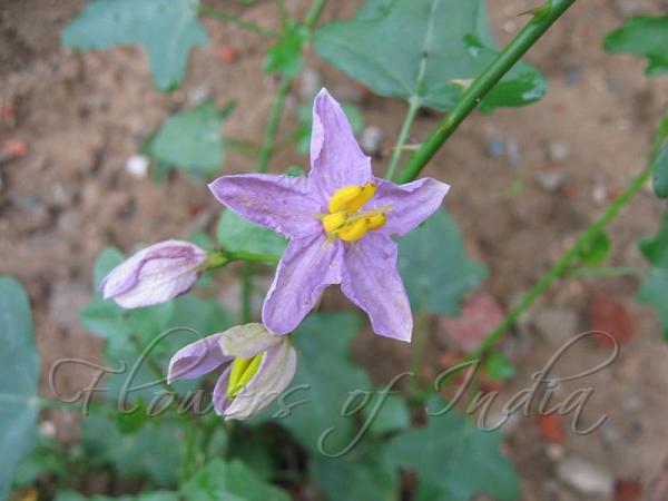Red Pea Eggplant